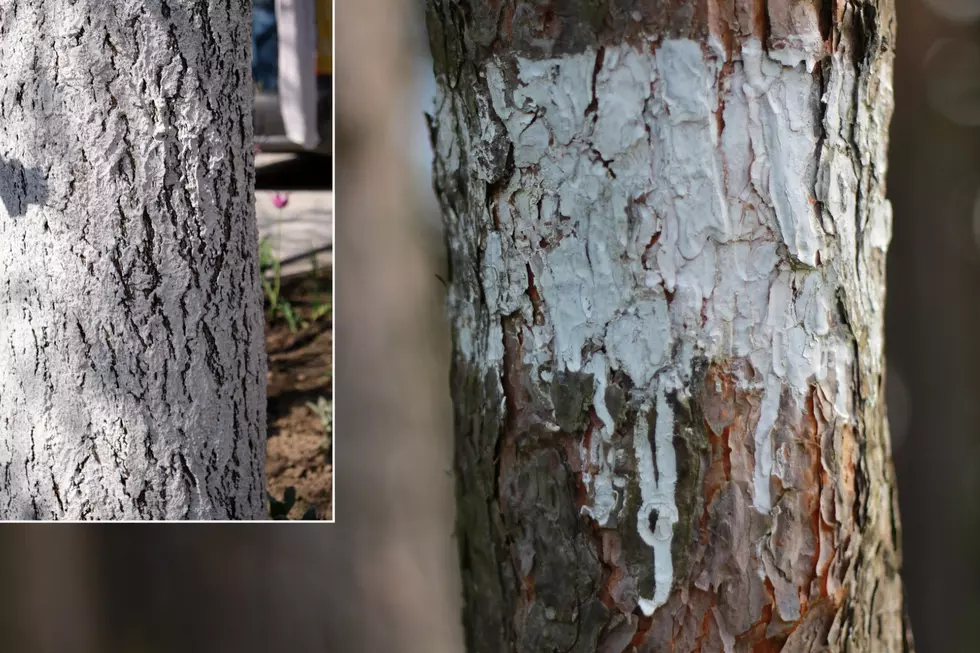 If You See Trees Painted White in Minnesota, Here’s What it Really Means