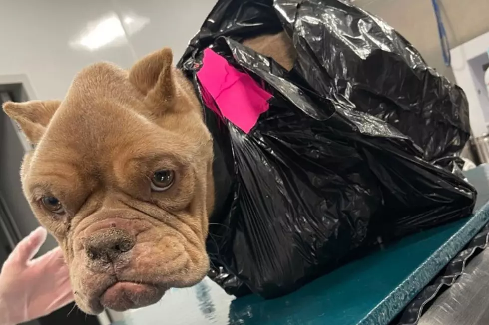 Who Did This?! Iowa Police Find ‘Emaciated’ Dog in Trash Bag