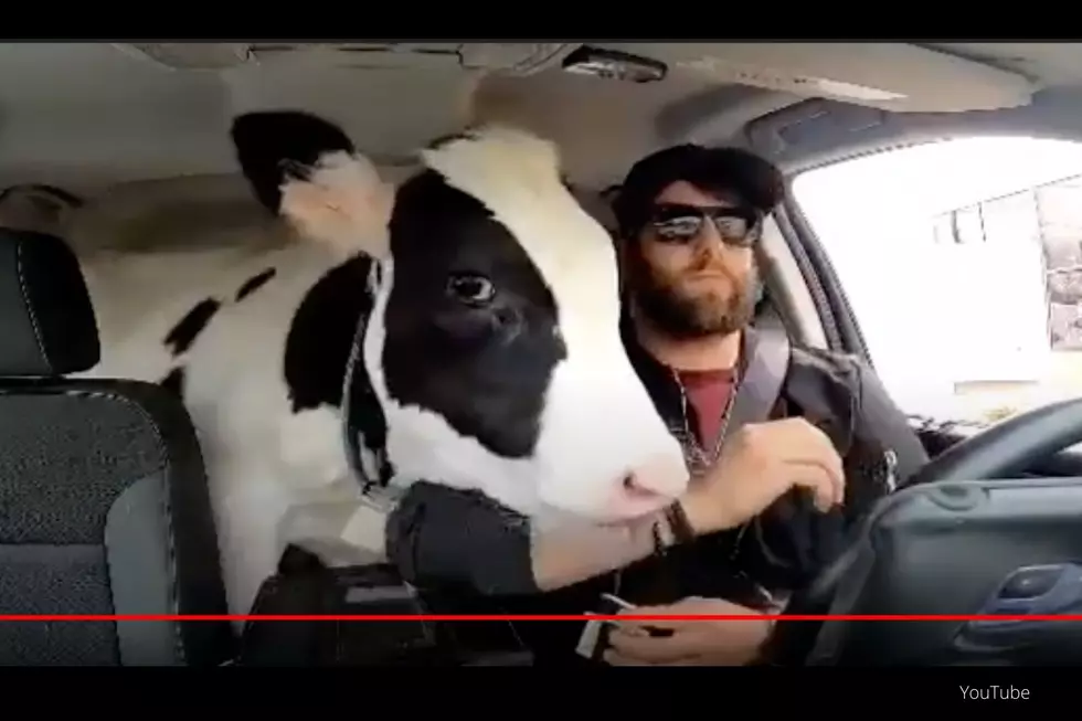 Ice Cream Loving Cow That’s Just 2 Hours from Rochester is Huge TikTok Star