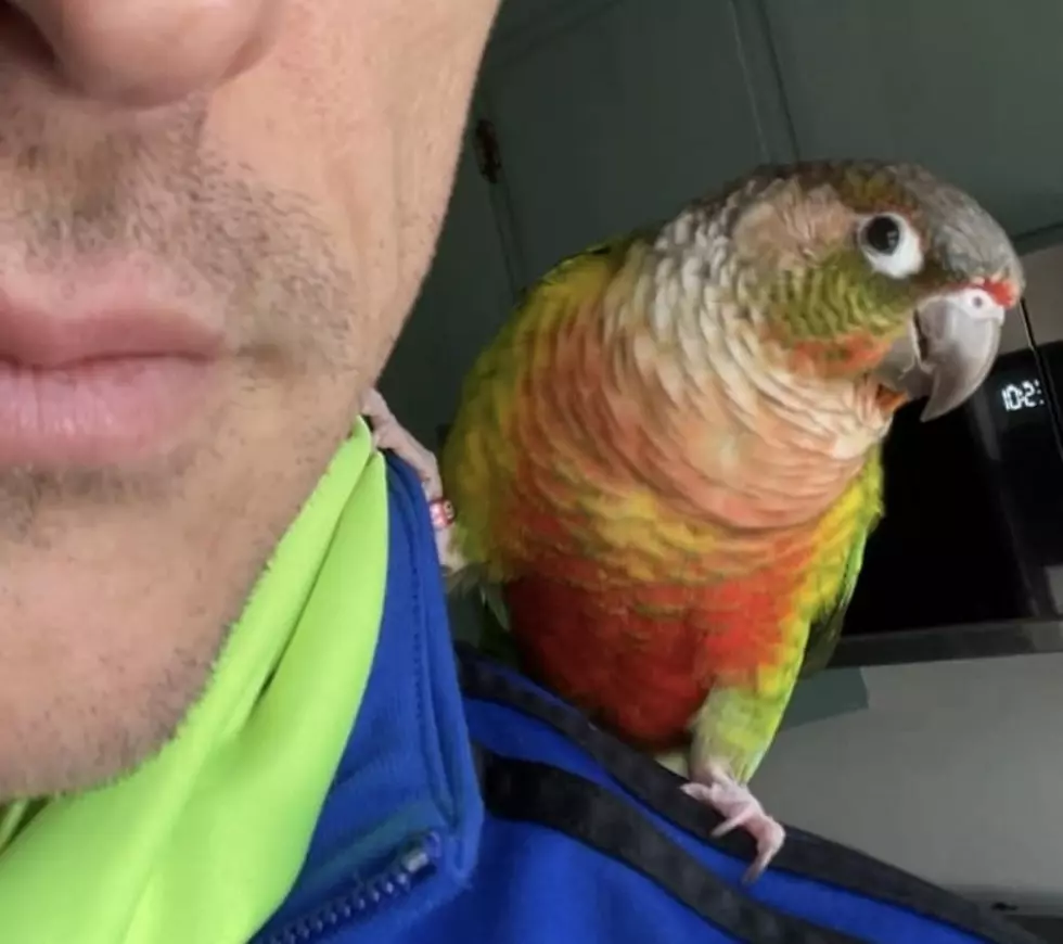 Minnesota Musician Offers Cash Reward For Missing Bird