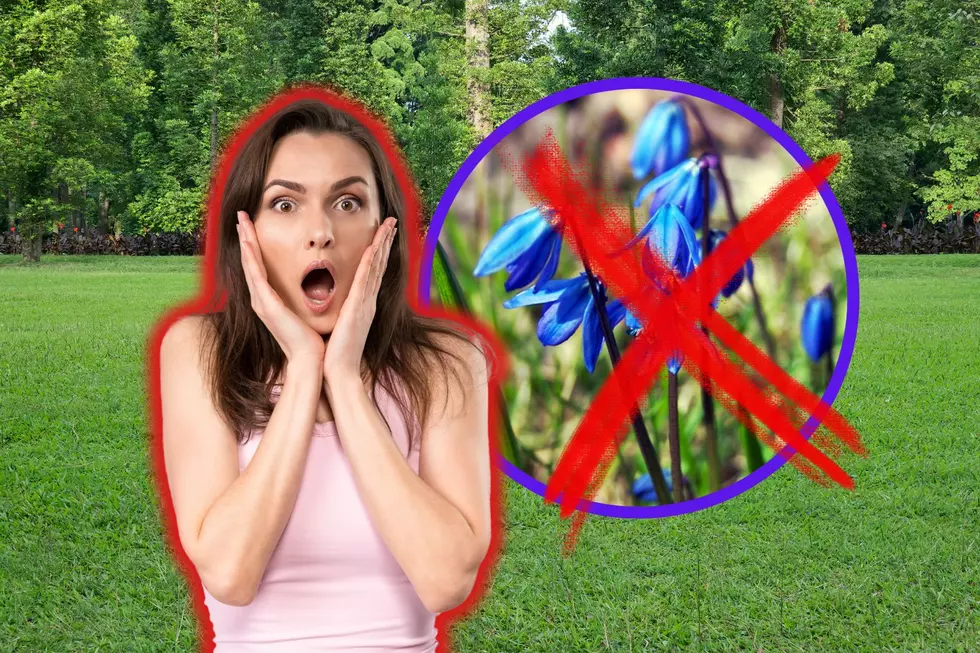 HEADS UP MINNESOTA: You Need to Get Rid of the Purple Flowers in Your Yard Now