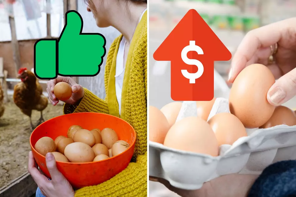 Buying Local Eggs is the Best Option as Prices Sore in Southeast Minnesota Stores