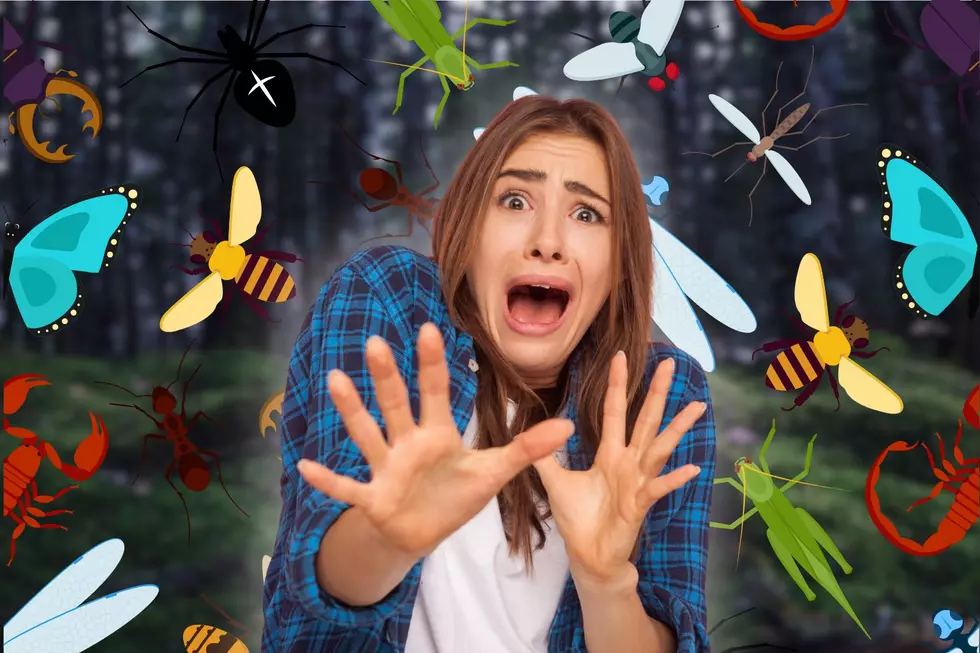 One of the Biggest Insects in the World Can be Found in Minnesota