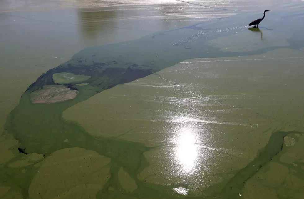 Why Blue-Green Algae is Dangerous and Where It’s Found in Minnesota