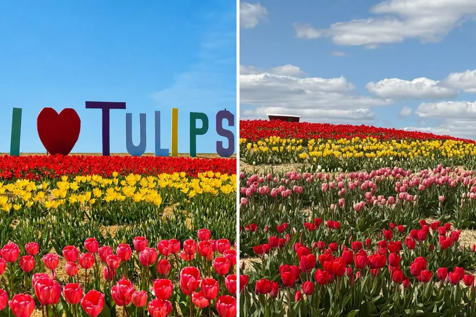 Minnesota’s First Ever Tulip Festival is Now Open