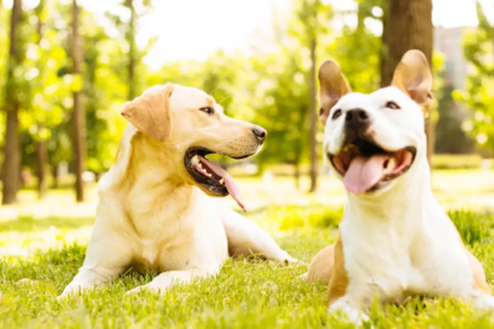 And, Minnesota’s Most Popular Dog Breed for 2021 Is…