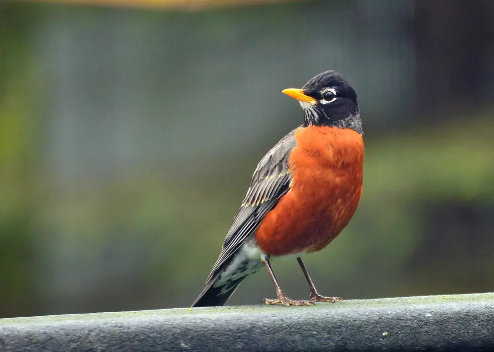 Spring Has Sprung: Meet Minnesota’s Most Seen Bird